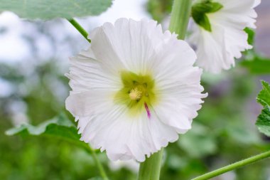 Althaea officinalis bitkisinin birçok narin beyaz çiçeği, genellikle bir İngiliz kır evinin bahçesinde marsh-mallow olarak bilinir güneşli bir yaz gününde, güzel bir açık hava çiçek arka planında