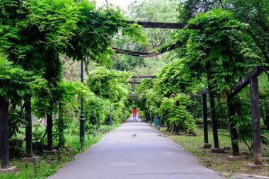 Romanya 'nın Bükreş kentindeki Cismigiu Garden' da güneşli bir yaz gününde gri bir ara sokakta ıhlamur ağaçları ve yeşil yapraklarla minimalist bahçe manzarası