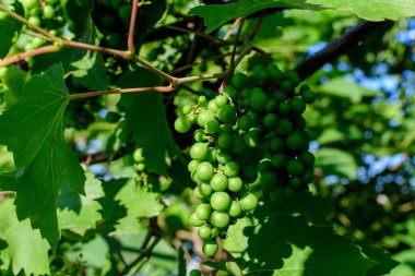 Güneşli bir sonbahar gününde üzüm bağında olgun organik beyaz üzümler ve yeşil yapraklar.