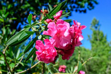 Güneşli bir yaz gününde, egzotik bir İtalyan bahçesinde, narin pembe çiçek ve yeşil yapraklar kapanıyor. Açık hava çiçekleri, yumuşak bir odak noktasıyla çekiliyor.