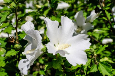 Yaygın olarak Kore gülü, Sharon gülü, Suriye ketemi, althea veya gül tohumu olarak bilinen beyaz bir çiçek, güneşli bir yaz gününde bir bahçede.