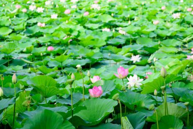 Narin pembe ve beyaz nilüfer çiçekleri (Nymphaeaceae) yaz bahçesinde bir su yüzeyinde tam çiçek ve yeşil yapraklar içinde, açık hava çiçekli arka planda yumuşak odak ile fotoğraflanmıştır.