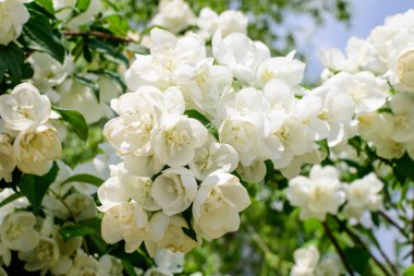 Güneşli bir yaz gününde, bir bahçede, tatlı portakal ya da İngiliz köpek ağacı olarak bilinen tatlı, narin, beyaz çiçekler ve the green leaf of β delphus coronarius süs bitkisi.