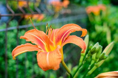 Lilium 'un büyük, canlı bir portakal çiçeği ya da Lily, güneşli bir yaz gününde, İngiliz kır evi tarzında bir bahçede, açık hava çiçeklerinin arka planında, yumuşak bir odak noktasıyla çekilmiş.