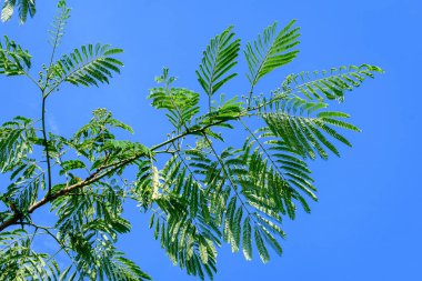 Albizia Julibrissin 'in küçük yeşil yaprakları genellikle Pers pembe ipek ağacı olarak bilinir açık mavi gökyüzüne doğru, güneşli bir yaz gününde bir bahçede