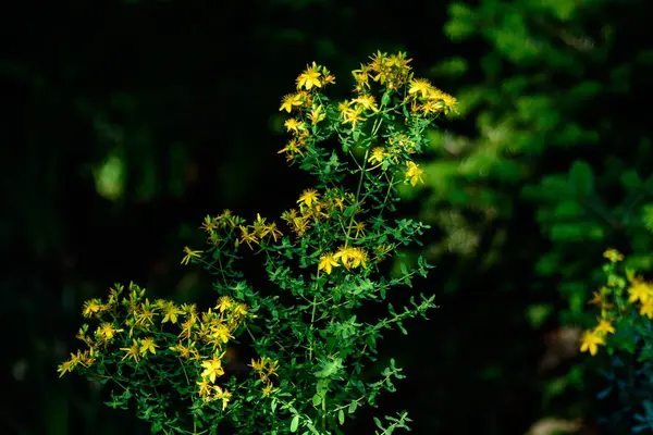 Hypericum Performans bitkisinin pek çok narin sarı çiçeği.