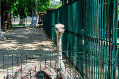 Metalik bir çitin arkasında büyük bir devekuşu kuşu
