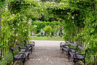 Large arcade with many delicate white roses and green leaves in Parcul Teatrului National (National Theater Park) in Craiova city, Dolj county, Romania,  in a sunny summer day, beautiful outdoor floral background photographed with soft focus clipart