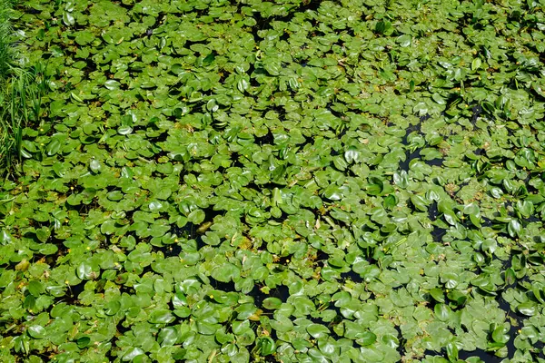 Güneşli bir yaz bahçesinde, su yüzeyindeki sarı nilüfer bitkisinin (Nymphaeaceae) canlı yeşil yaprakları, açık hava çiçekli arka planda yumuşak bir odak ile fotoğraflanmıştır.