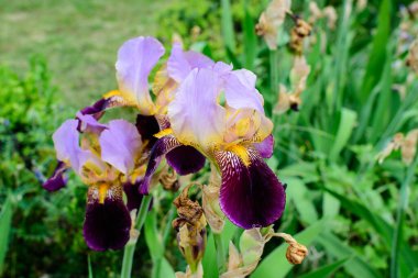 Güneşli bir bahar bahçesinde, büyük, narin bir mor iris çiçeğine yakın, güzel bir açık hava çiçek arkaplanı, yumuşak odak ile fotoğraflanmış.