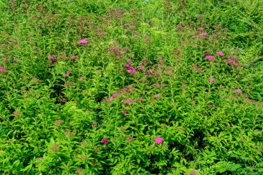 Spiraea nipponica genpei 'nin narin pembe çiçekleri ile büyük bir dalın kapağını kapatın. Çiçek açan bir çalılık ve küçük yeşil bir Haziran böceği. Dekoratif bir bitkinin güzel arka planı.