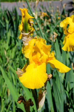 Güneşli bir bahar bahçesinde, büyük, narin, sarı bir iris çiçeğinin yakınında, güzel bir açık hava çiçeğinin arka planında, yumuşak bir odak ile çekilmiş.