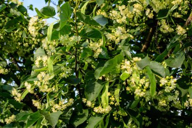 Birçok küçük ıhlamur yaprakları ağaç dallarında güneşli bir bahar gününde eski bir bahçede.
