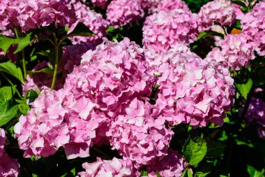 Magenta pembe ortanca macrophylla ya da çiçek saksısında çiçek açan hortensiya çalısı, arka planda güneşli bir yaz gününde, bir bahçede taze yeşil yapraklar var.