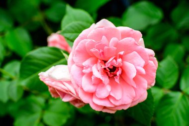 Arka planda bulanık yeşil yaprakları olan, doğrudan güneş ışığında, bir yaz bahçesinde çiçek açan büyük ve narin pembe bir gülü kapatın.