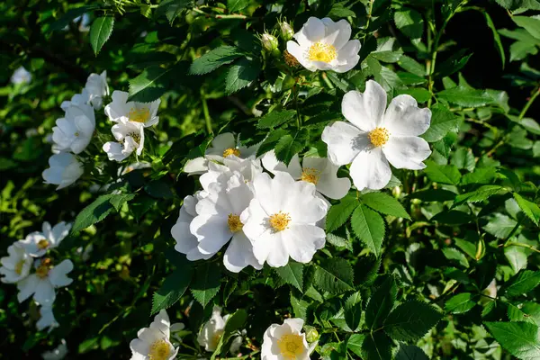 Rosa Canina 'nın narin beyaz çiçekleri genellikle köpek gülü olarak bilinir. Bahar bahçesinde çiçek açar. Doğrudan güneş ışığı altında.