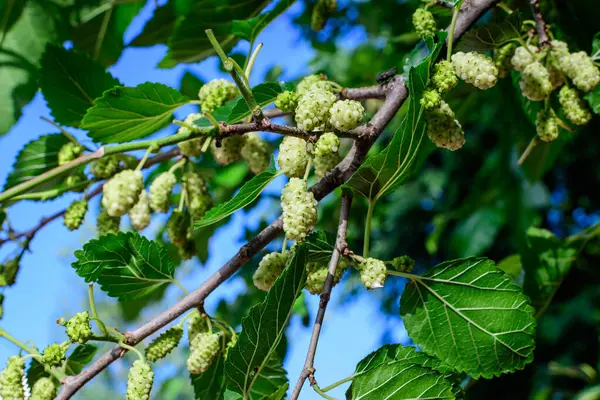 Small wild mulberries with tree branches and green leaves, also known as Morus tree, in a summer garden in a cloudy day, natural background with organic healthy food,
