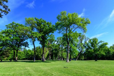 Romanya 'nın Bükreş kenti yakınlarındaki güneşli bir bahar gününde Mogosoaia Park' taki (Parcul Mogosoaia) eski yeşil ağaçların manzarası