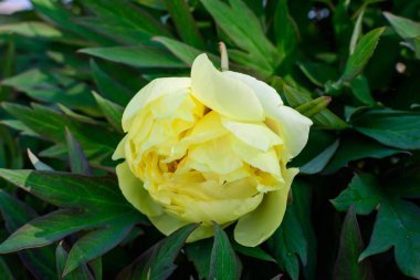 Güneşli bir yaz gününde, bahçesinde, büyük, narin bir sarı şakayık çiçeğiyle, güzel bir açık hava çiçekli arka planda seçici bir odak ile fotoğraflanmış.