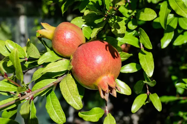 Küçük ham nar meyveleri ve yeşil yapraklar büyük bir ağaçta güneş ışığı altında güneşli bir yaz gününde bir meyve bahçesinde, güzel bir açık hava çiçekli arka planda seçici bir odak ile fotoğraflanmış.