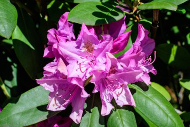 Açelya ve Rhododendron bitkilerinin birçok canlı pembe çalı güneşli bir baharda İskoç bahçesinde, güzel açık hava çiçekleri seçici bir odak ile fotoğraflanmış.