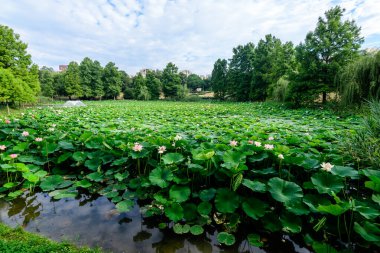 Birçok canlı pembe ve beyaz nilüfer çiçekleri (Nymphaeaceae) yaz bahçesinde bir su yüzeyinde tam çiçek ve yeşil yapraklar, güzel açık hava çiçekli arka plan yumuşak odaklı fotoğraflanmıştır.