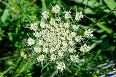 Many delicate white flowers of Anthriscus wild perennial plant, commonly known as cow beaked parsley, wildchervil or keck in a forest, outdoor floral background clipart