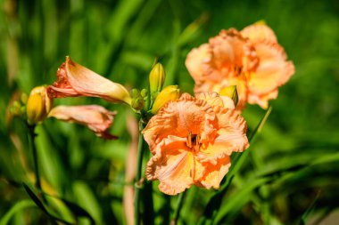 Hemerocallis Lilium ya da Lily 'nin canlı turuncu çiçekleri, güneşli bir yaz gününde İngiliz kır evlerinin bahçesinde yetişir. Açık hava çiçeklerinin arka planında yumuşak bir odak ile çekilir.