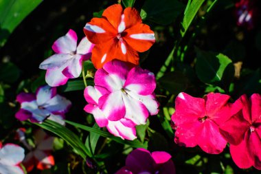 Close up of vivid red, pink and white impatiens walleriana flowers in a sunny summer garden, beautiful outdoor floral background photographed with soft focus clipart