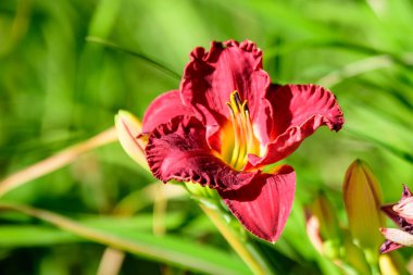 Canlı koyu kırmızı Hemerocallis Siloam Paul Watts bitkisi, gündüz olarak bilinir, Lilium ya da Lily, güneşli bir yaz gününde, bir İngiliz kır evi bahçesinde, yumuşak odaklı güzel bir arka planda çekilmiş.