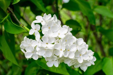Güneşli bir bahar gününde, bir bahçede, çiçekli arka planda hafif bir odak ile fotoğraflanmış taze narin küçük beyaz şırınga vulgaris (leylak ya da leylak) çiçekleri grubunu kapat
