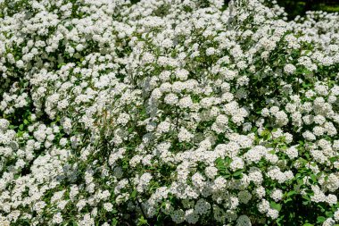 Spiraea nipponica 'nın narin beyaz çiçekleri ile büyük bir dal. Çiçek açmış kar tepeciği ve küçük bir Yeşil Haziran Böceği. Dekoratif bir bitkinin güzel bir açık hava çiçeği arka planı.