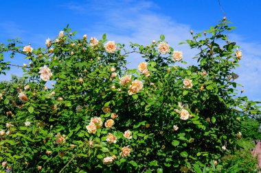 Large green bush with many large and delicate vivid yellow orange roses in full bloom in a summer garden, in direct sunlight, with blurred green leaves in the background clipart