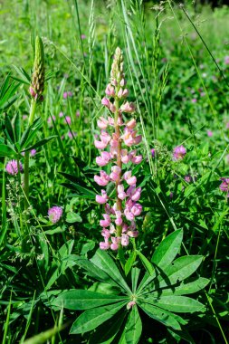 Lupinus 'un pembe çiçeklerine yakın, lupin ya da lupin olarak bilinir, tam çiçeklenme ve yeşil çimlerde güneşli bir bahar bahçesinde, güzel açık hava çiçekli arka planda yumuşak odak ile fotoğraflanmış.