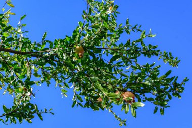 Güneşli bir yaz gününde, bir meyve bahçesinde doğrudan güneş ışığı alan büyük bir ağaçtaki küçük ham nar meyveleri ve yeşil yapraklar seçici bir odak noktasıyla çekilmiş güzel açık hava çiçekleri.