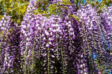 Açık mavi Wisteria çiçeklerini ve açık mavi gökyüzüne doğru büyük yeşil yaprakları yakın güneşli bir bahar gününde bir bahçede, güzel bir açık hava çiçekli arka planda seçici bir odak ile fotoğraflanmış