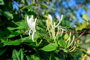 Büyük yeşil çalı, Lonicera Periclymenum bitkisinin taze beyaz çiçekleri, yaygın olarak bilinen Avrupa hanımeli veya ağaçkakanı güneşli bir yaz gününde bahçede, güzel bir açık hava çiçekli arka planda.