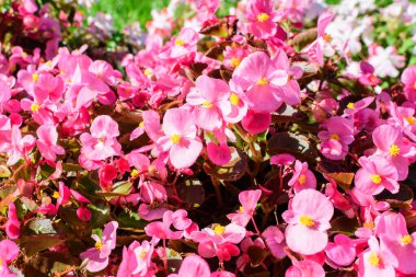 Güneşli bir yaz gününde bir bahçede taze taze bulunan pek çok canlı pembe begonya çiçeğinin üst görüntüsü, Begoniaceae ailesinde daimi çiçek açan bitkiler, doğrudan güneş ışığı altında canlı çiçek arkaplanı.