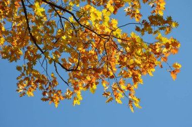 Güneşli bir sonbahar gününde açık mavi gökyüzüne doğru yeşil, sarı, turuncu ve kahverengi yapraklı farklı ağaçlar.