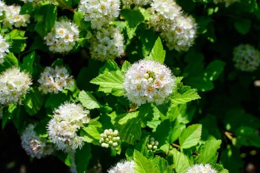 Physocarpus opulifolius bitkisinin pek çok narin beyaz çiçeğiyle çalılık. Yaygın olarak odun ağacı ya da yaygın olarak bilinen adıyla, Doğu, Atlantik ya da güneşli bir bahar gününde bir bahçede sadece dokuz ağaç kabuğu.