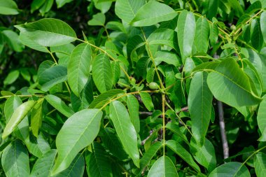 Narin, küçük, canlı yeşil ceviz ve ağaçtaki büyük yapraklar güneşli bir yaz gününde güneşli bir bahçede, açık hava çiçekli arka planda yumuşak odak ile çekilmiş.