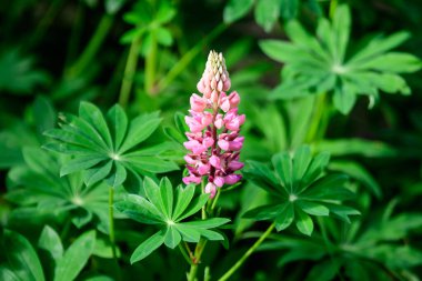 Lupinus 'un pembe çiçeklerine yakın, lupin ya da lupin olarak bilinir, tam çiçeklenme ve yeşil çimlerde güneşli bir bahar bahçesinde, güzel açık hava çiçekli arka planda yumuşak odak ile fotoğraflanmış.
