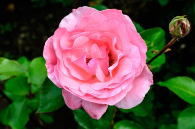 Güneşli bir yaz gününde, bahçedeki yeşil yapraklar ve çiçek arkaplanındaki narin pembe güllerden birini kapat. Yumuşak bir odak noktasıyla çekilmiş güzel bir çiçek arkaplanı.