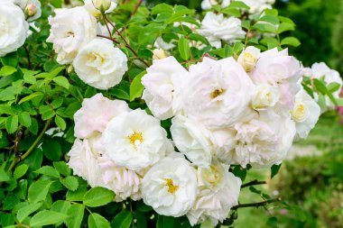 Güneşli bir yaz gününde, bahçesinde bir sürü narin beyaz gül ve yeşil yaprakları olan büyük çalılar, güzel açık hava çiçekli arka plan, yumuşak odak ile fotoğraflanmış.