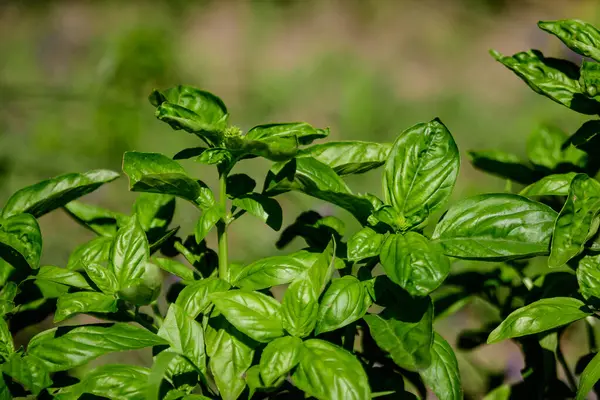 Güneşli bir yaz bahçesinde pek çok taze fesleğen yaprağı ve çiçek yumuşak bir odak ile fotoğraflanmış sağlıklı vegan otlar.