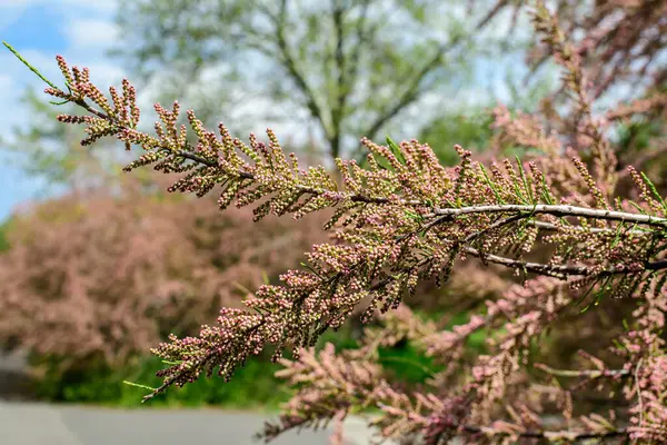 Pek çok canlı pembe çiçek ve Tamariks tomurcukları, tamarisk veya tuzlu sedir ağacı güneşli bir bahar bahçesinde, güzel arka plan seçici bir odak ile fotoğraflanmış.