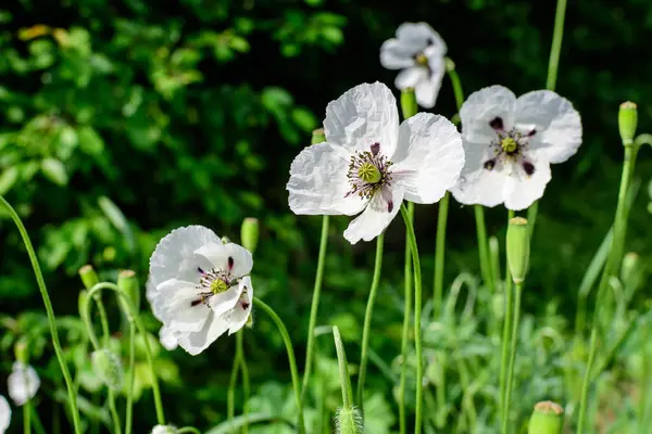 White poppy flowers with small water drops and blurred green grass in a sunny summer garden, beautiful outdoor floral background photographed with soft focus
