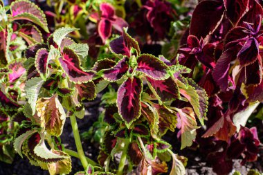 Lamiaceae ailesinin birçok yeşil ve koyu kırmızı yaprakları, güneşli bir bahar bahçesinde, güzel bir açık hava çiçekli arka planda.