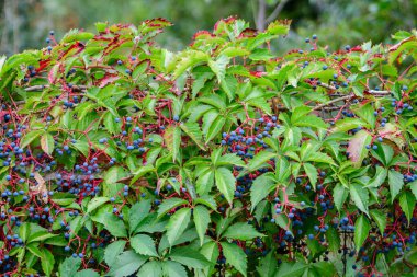 Partenocissus quinquefolia bitkisinin, beş yapraklı sarmaşık ya da beş parmaklı, güneşli bir sonbahar gününde bir bahçede, geniş yeşil yaprakları ve mavi meyveleri olan arka plan.