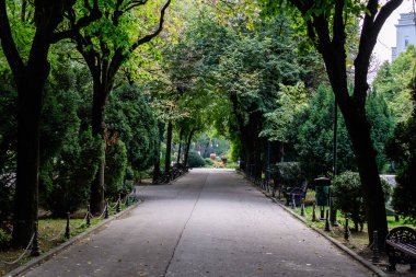 Romanya 'nın Bükreş kentindeki Cismigiu Garden' da güneşli bir yaz gününde yeşil bitkiler, yeşil kireç ağaçları ve çimlerle ana girişe sahip manzara